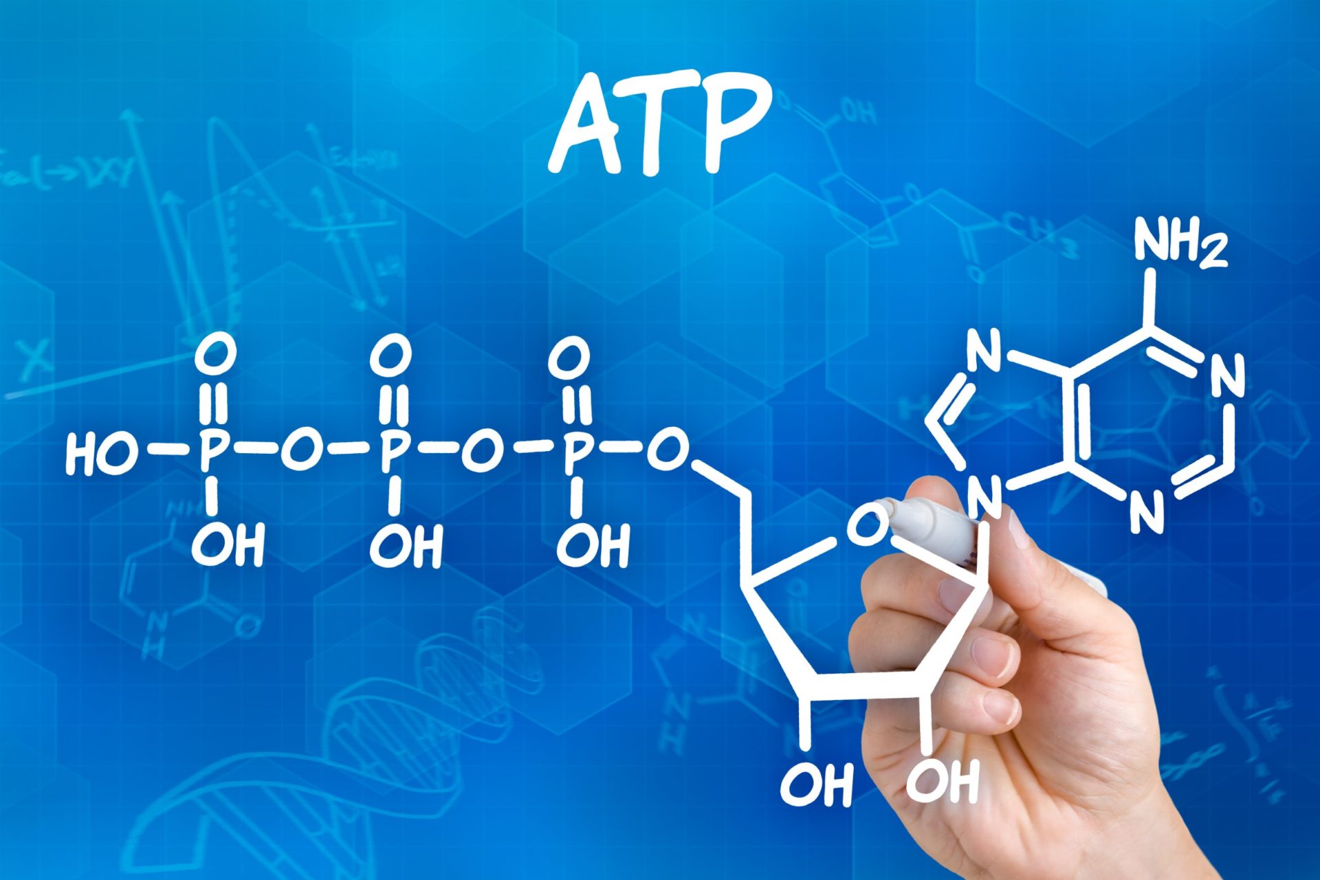 What Is Atp And Why Is It Important To Living Things